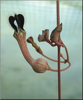 Ceropegia woodii